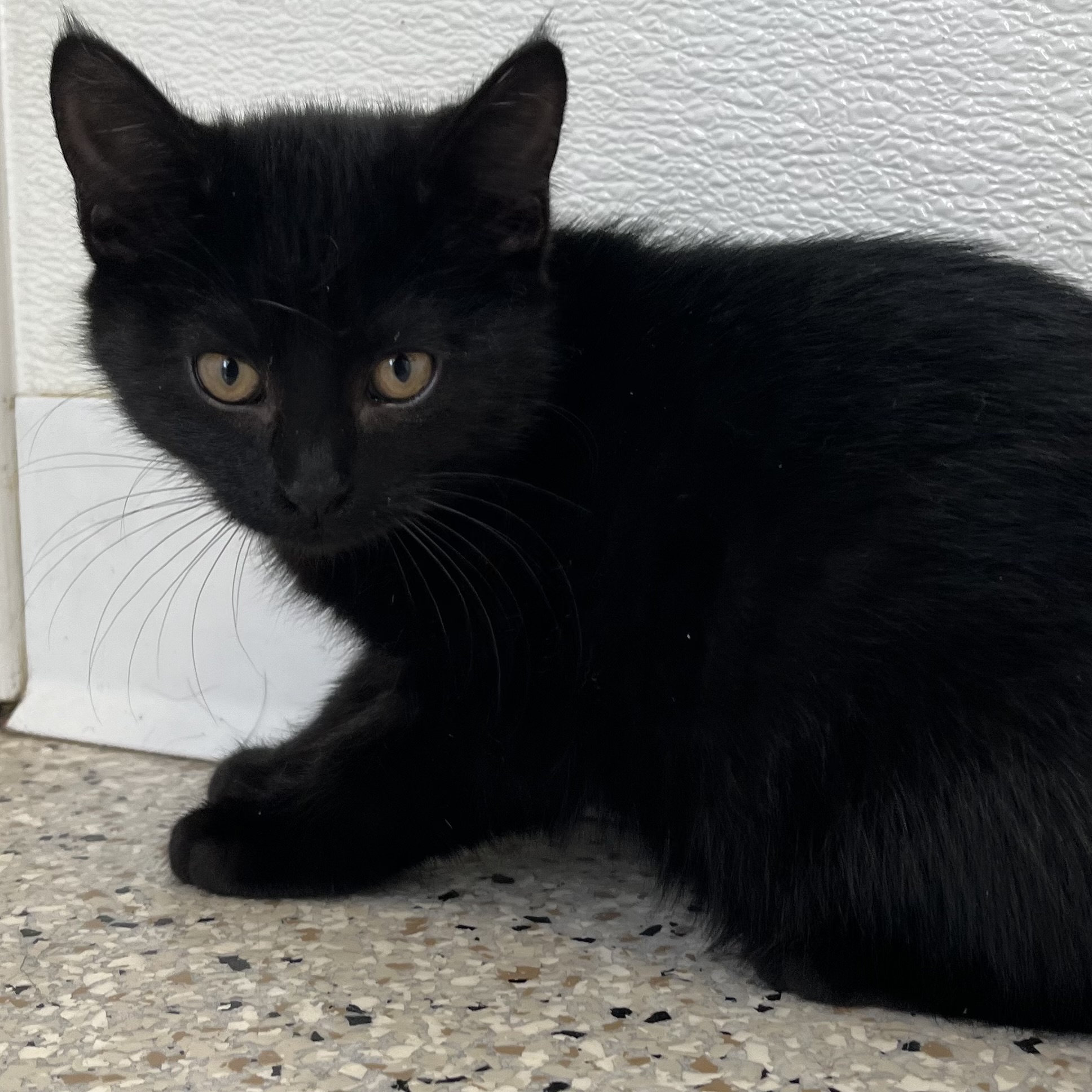 Cat for adoption Wasabi, a Domestic Short Hair in Buffalo, MN Petfinder