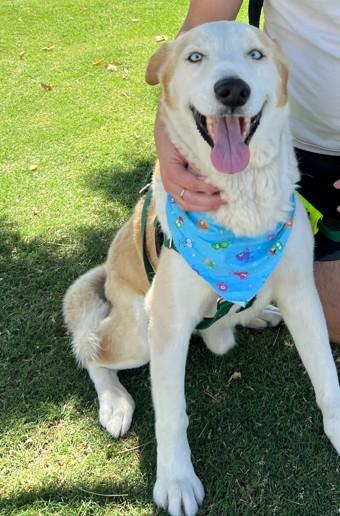 SCOTT, Adoptable, Adult Male Siberian Husky & Australian Cattle Dog / Blue Heeler.