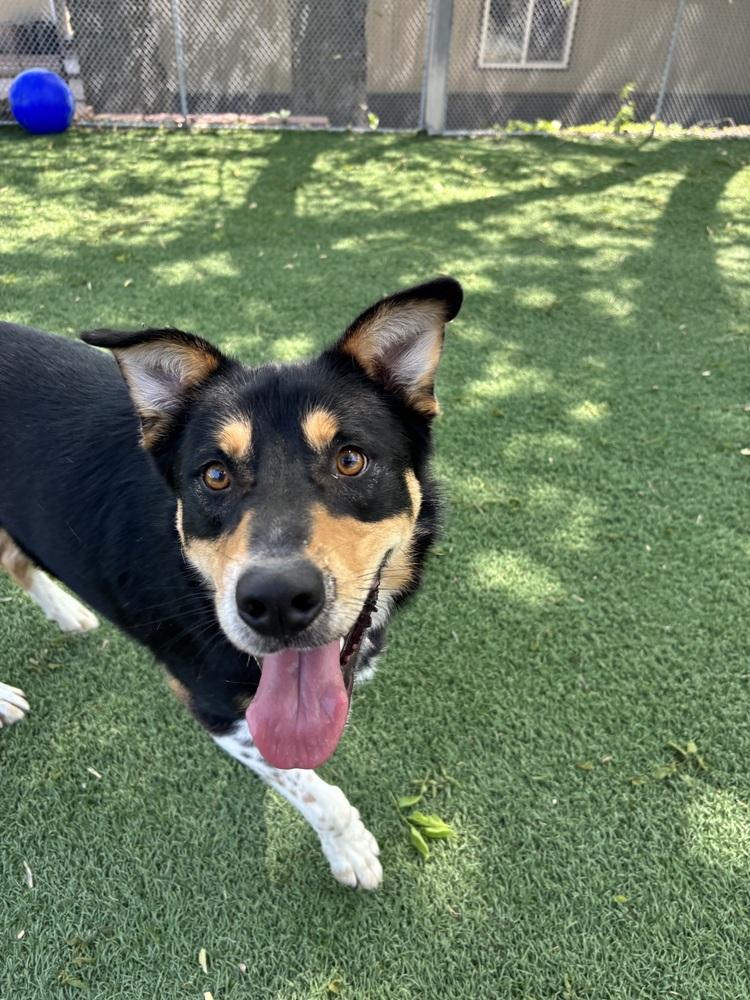 Enlarge Rank, a Adoptable mixed breed in Papillion, NE image 1/4