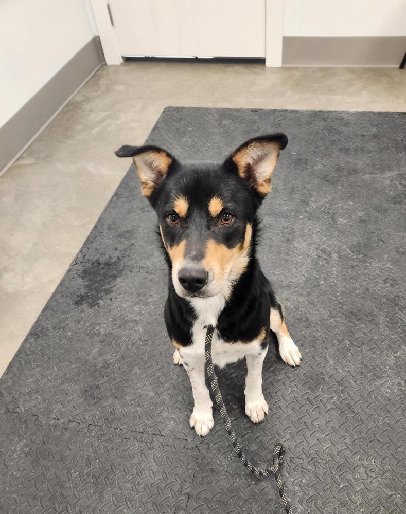 Enlarge Rank, a Adoptable mixed breed in Papillion, NE image 2/4