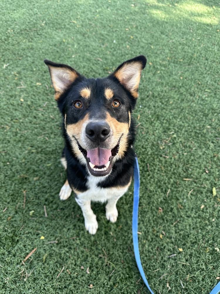 Enlarge Rank, a Adoptable mixed breed in Papillion, NE image 3/4