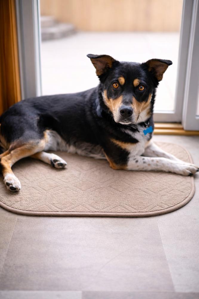 Enlarge Rank (Fostered in Omaha), a Adoptable mixed breed in Papillion, NE image 4/5