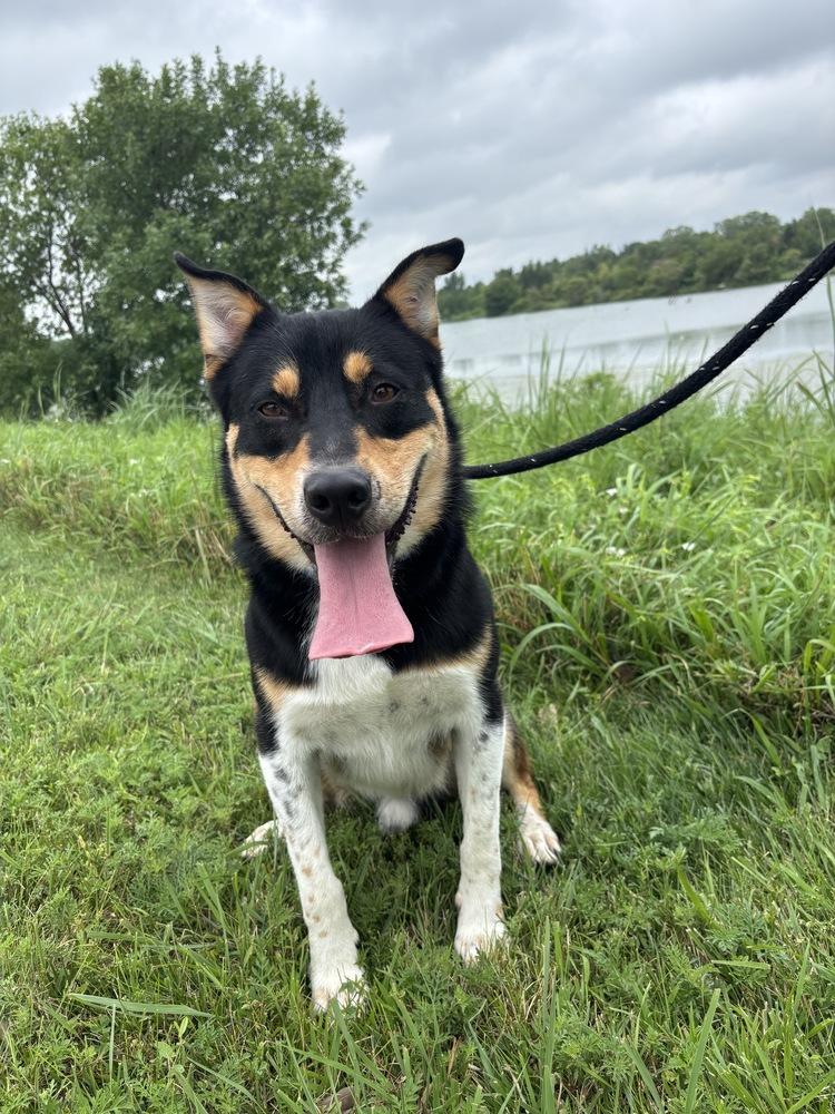 Enlarge Rank (Fostered in Omaha), a Adoptable mixed breed in Papillion, NE image 4/4