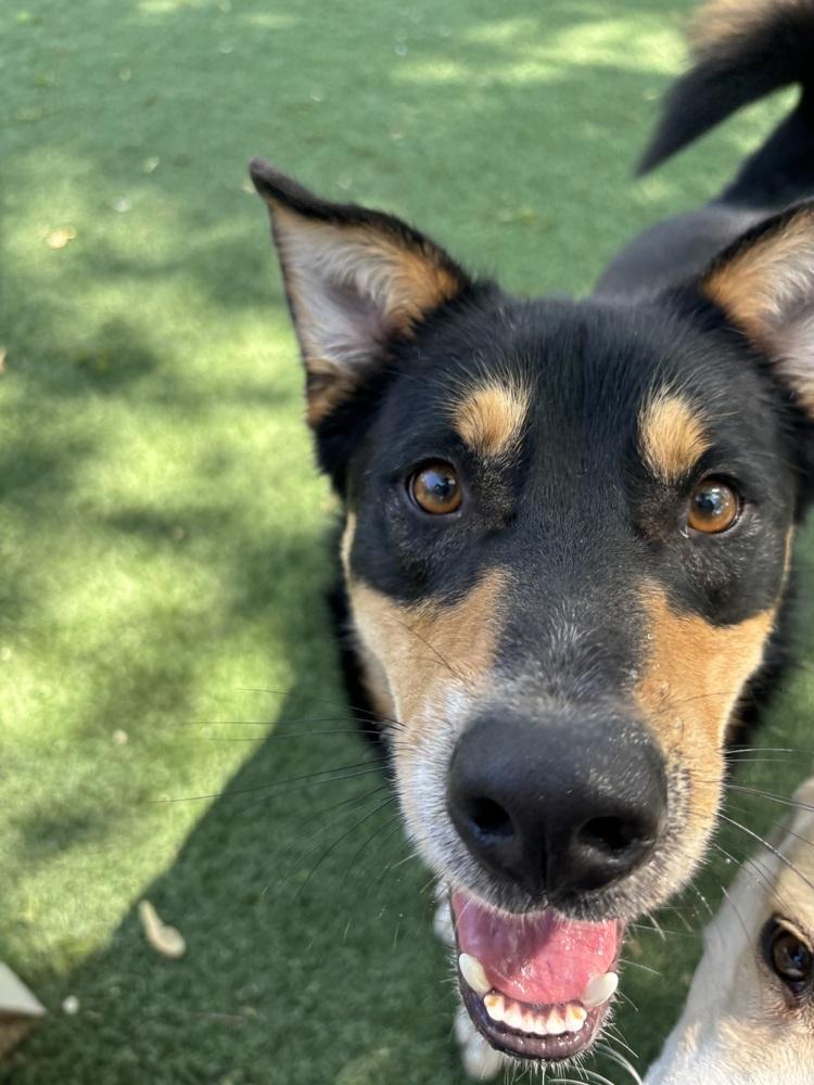 Enlarge Rank, a Adoptable mixed breed in Papillion, NE image 4/4