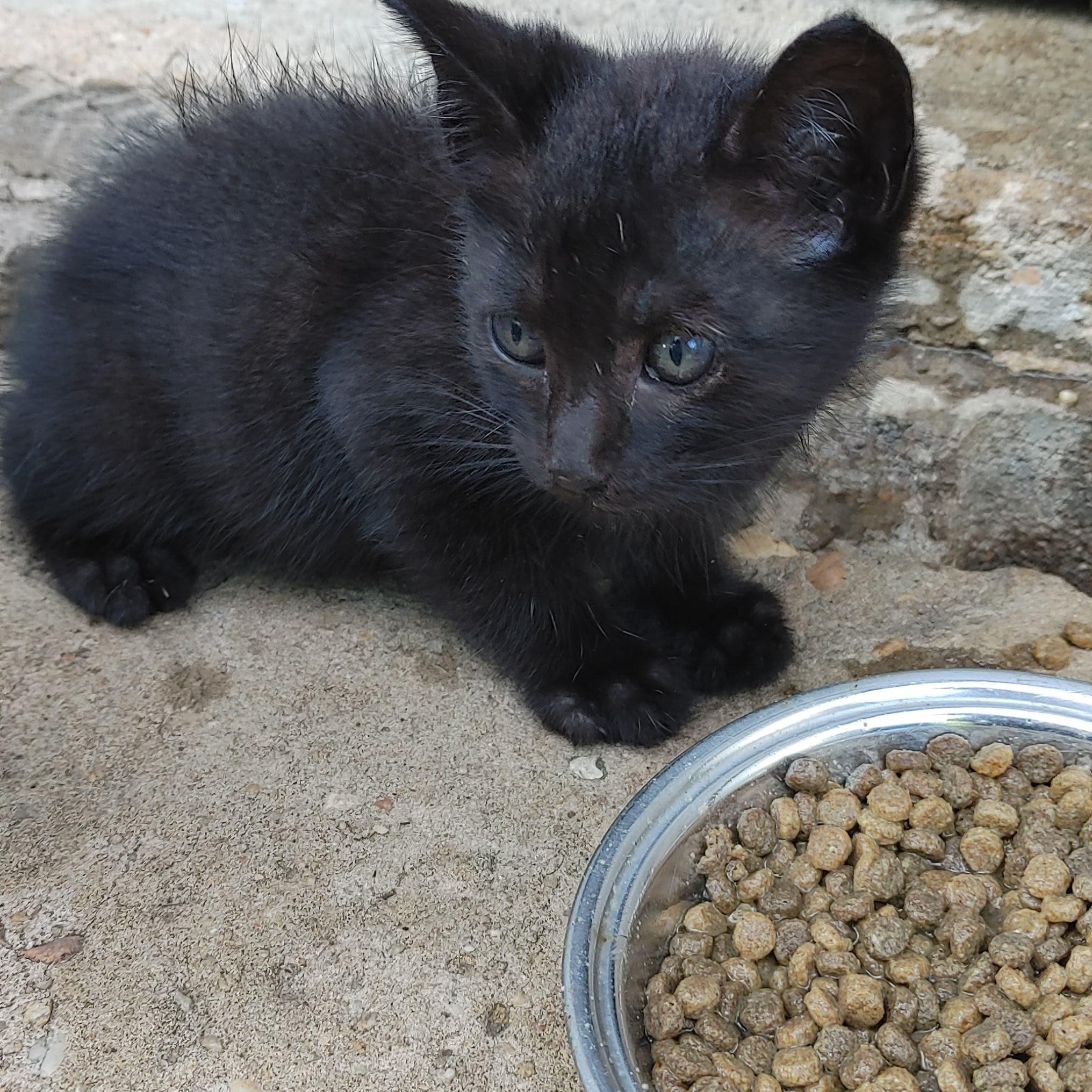 ~ Courtesy ~ Mack, Baby Male American Shorthair