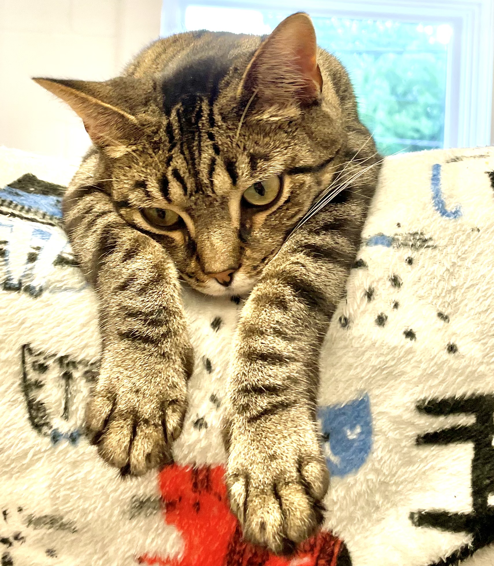 Kandi, a Adoptable Domestic Short Hair in Cincinnati, OH image 5/6