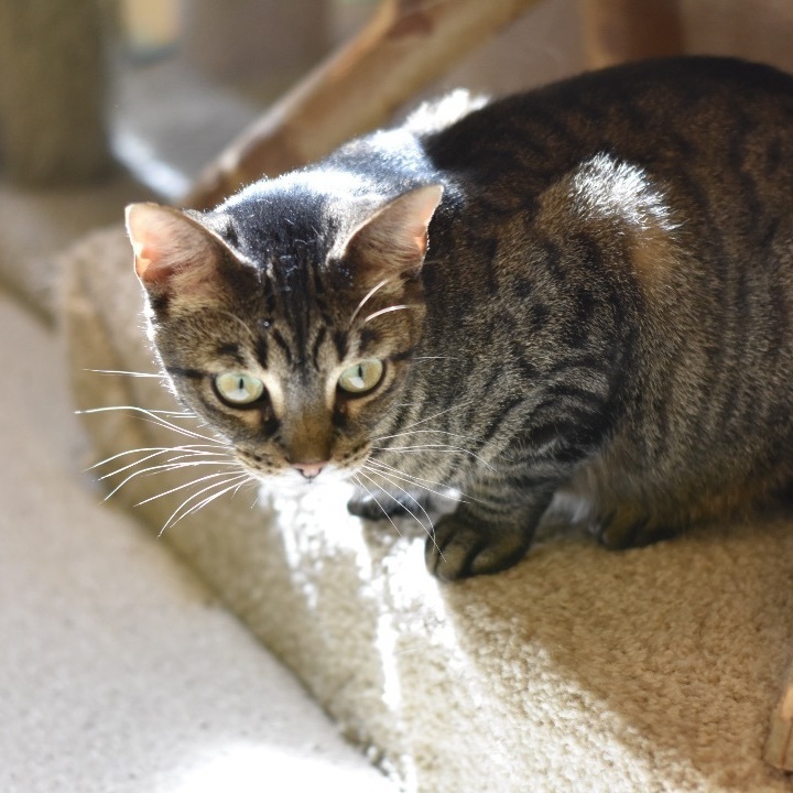 Kandi, a Adoptable Domestic Short Hair in Cincinnati, OH image 2/6