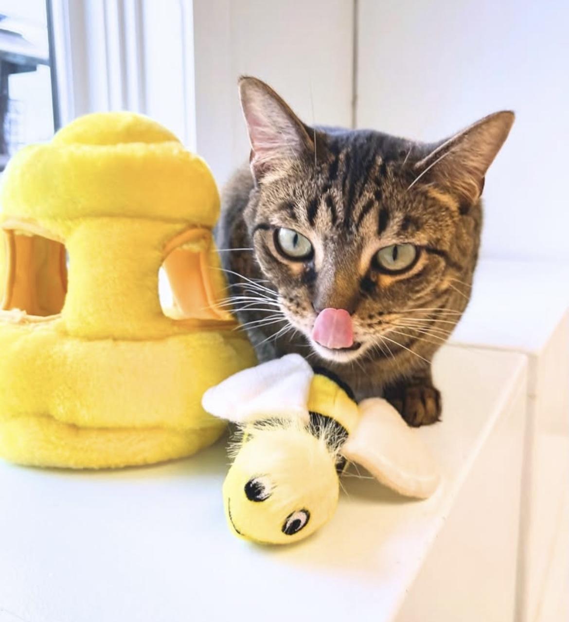 Kandi, a Adoptable Domestic Short Hair in Cincinnati, OH image 3/6