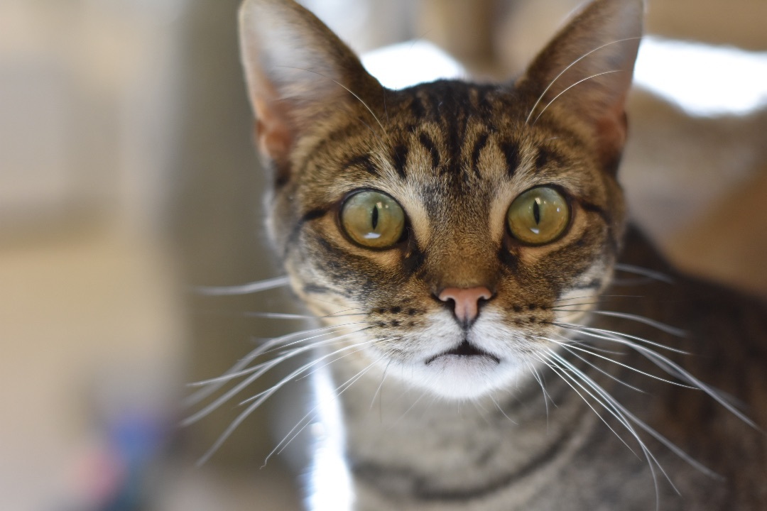 Kandi, a Adoptable Domestic Short Hair in Cincinnati, OH image 4/6