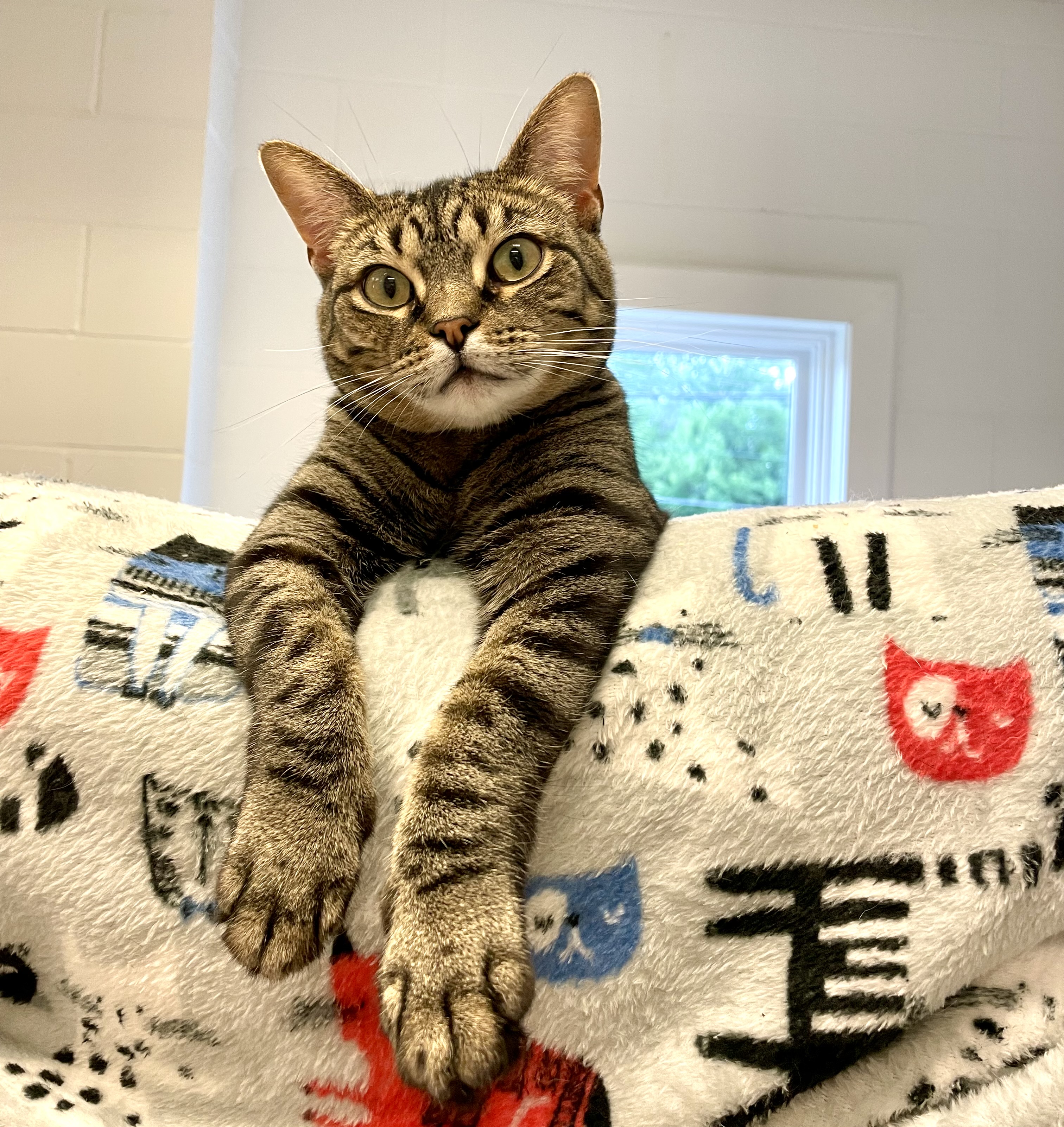 Kandi, a Adoptable Domestic Short Hair in Cincinnati, OH image 1/6