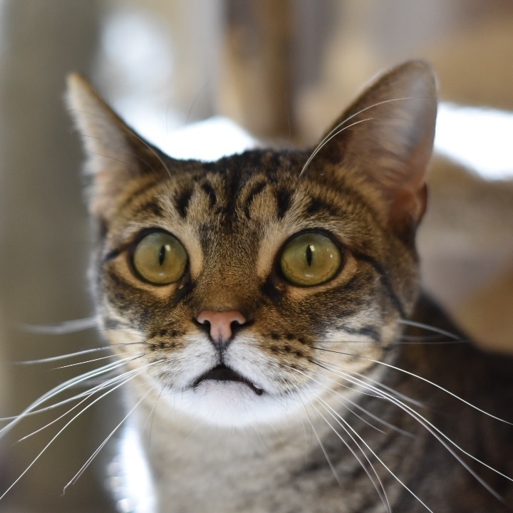 Kandi, a Adoptable Domestic Short Hair in Cincinnati, OH image 6/6