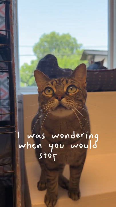Enlarge Kandi, an adoptable Domestic Short Hair in Cincinnati, OH video 6/6
