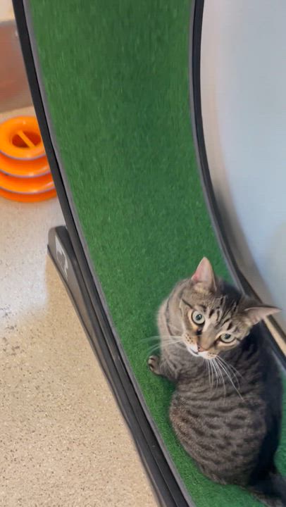 Enlarge Kandi, an adoptable Domestic Short Hair in Cincinnati, OH video 3/6