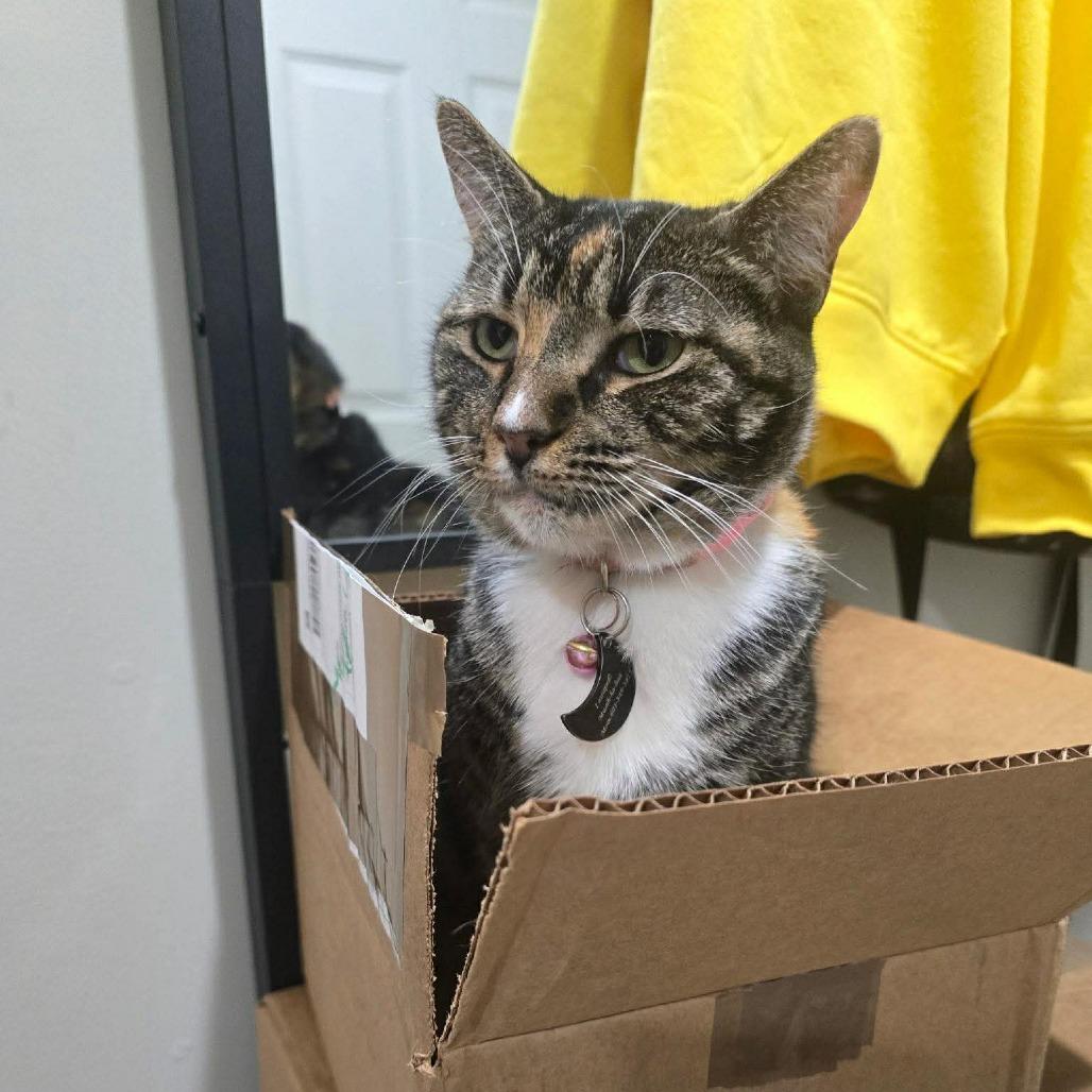 Enlarge Halo, a Adoptable Domestic Short Hair in Laurel, MS image 1/1