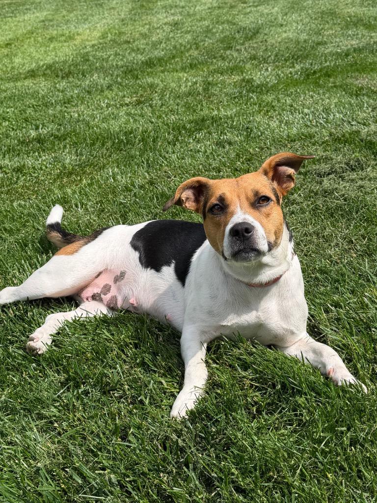 Josie, Adoptable, Young Female Beagle & Mixed Breed.