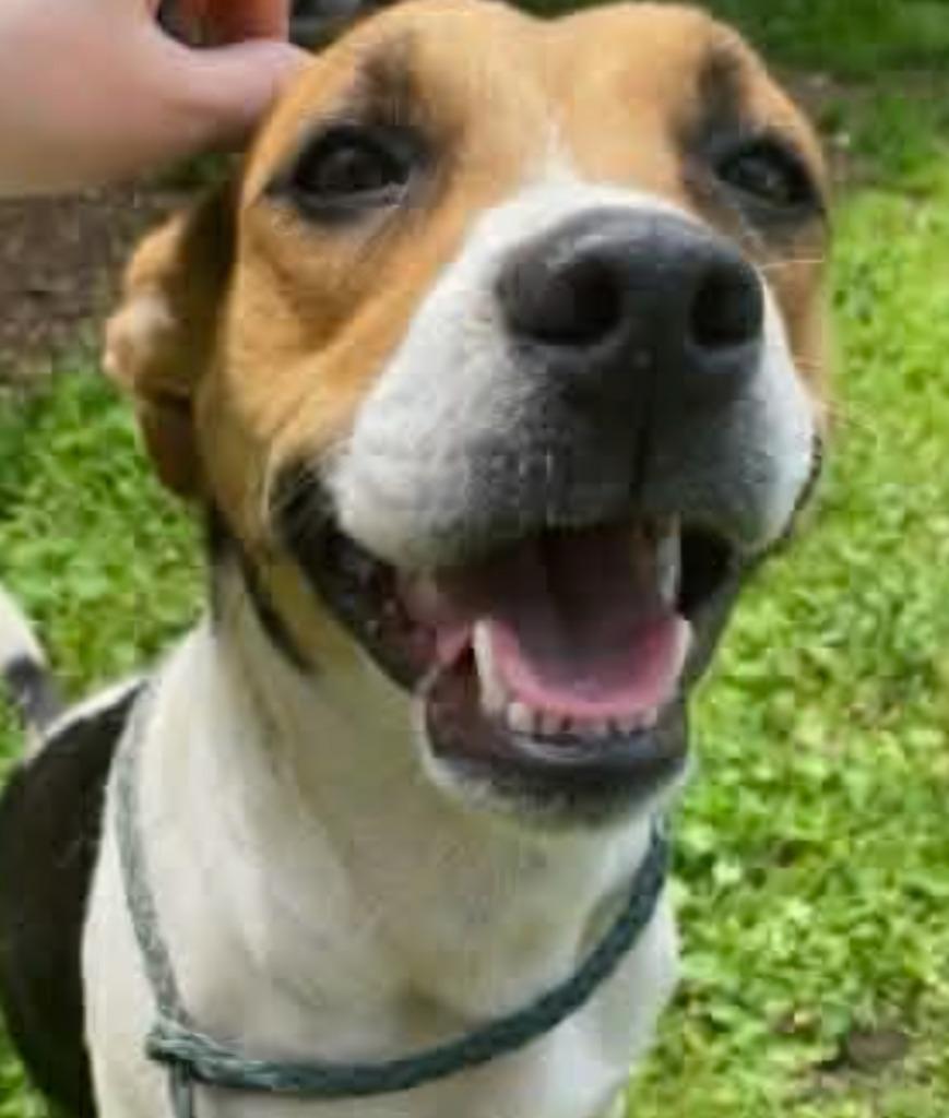 Josie, a Adoptable mixed breed in Indianola, IA image 2/2