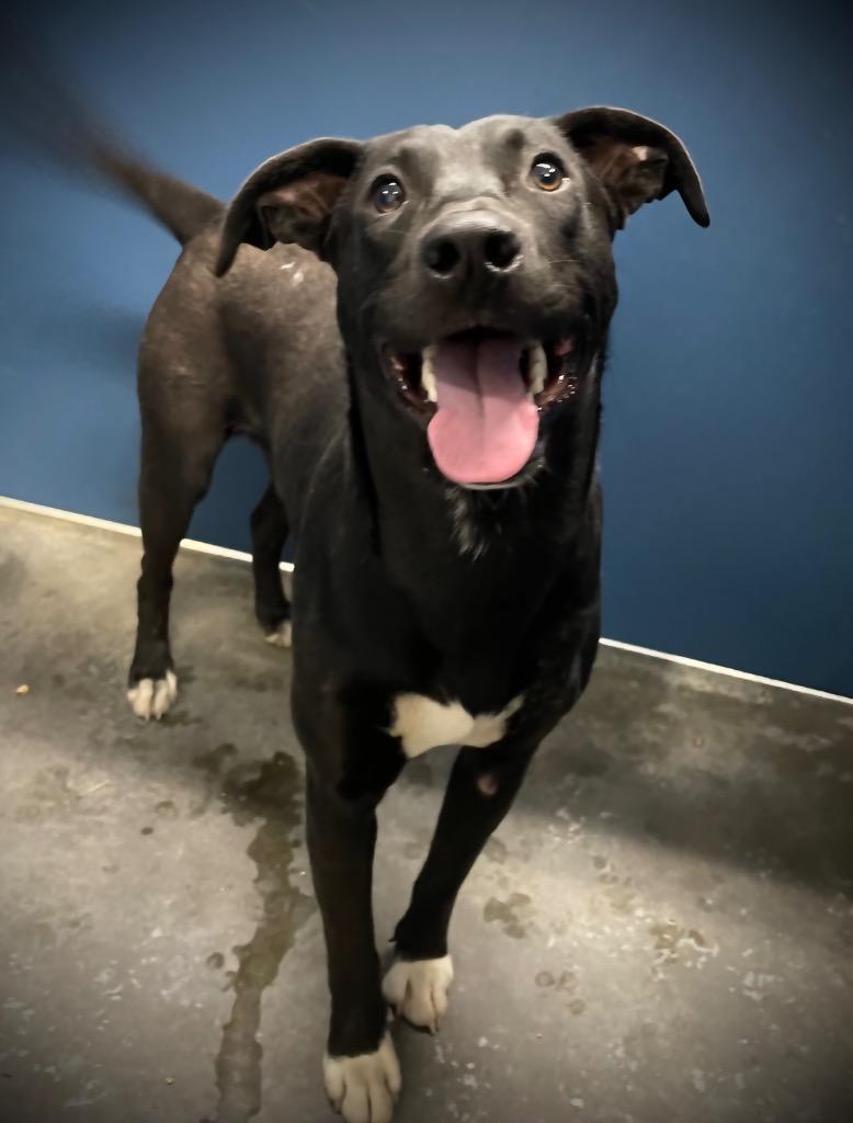 Enlarge Hilliard, a Adoptable Mixed Breed in Henderson, NC image 1/1
