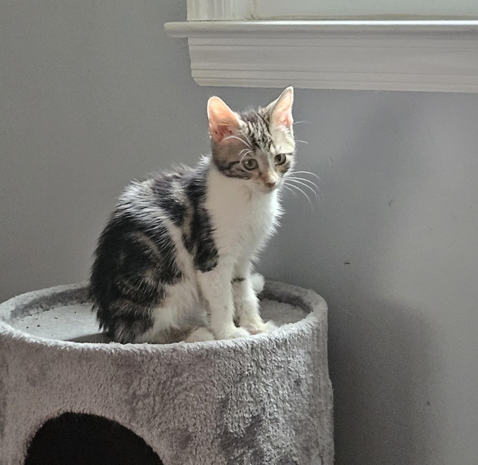 GRAYSON, ADOPTABLE, Kitten Male Tabby.