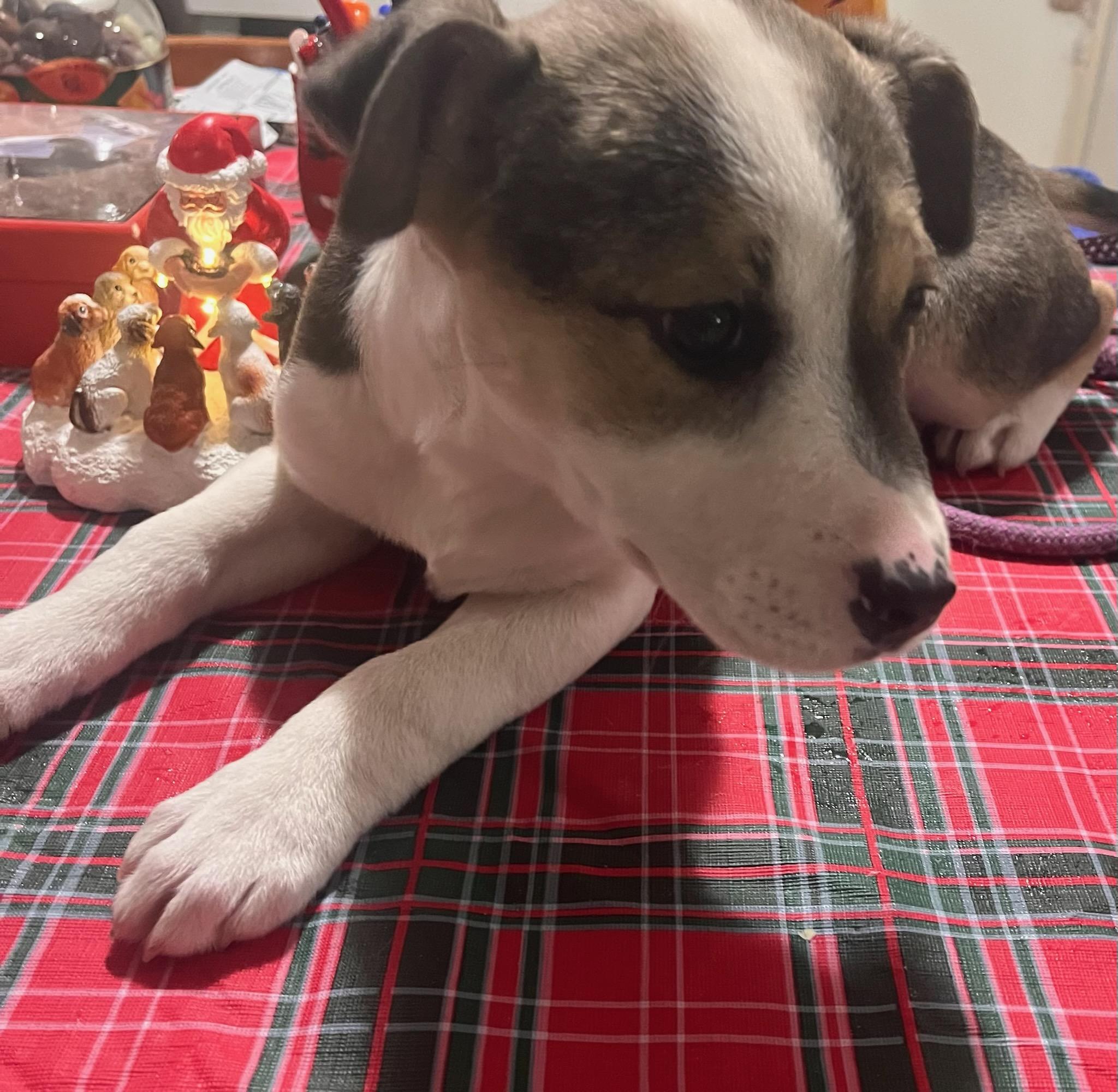 Suzy, ADOPTABLE, Puppy Female Pit Bull Terrier & Terrier.