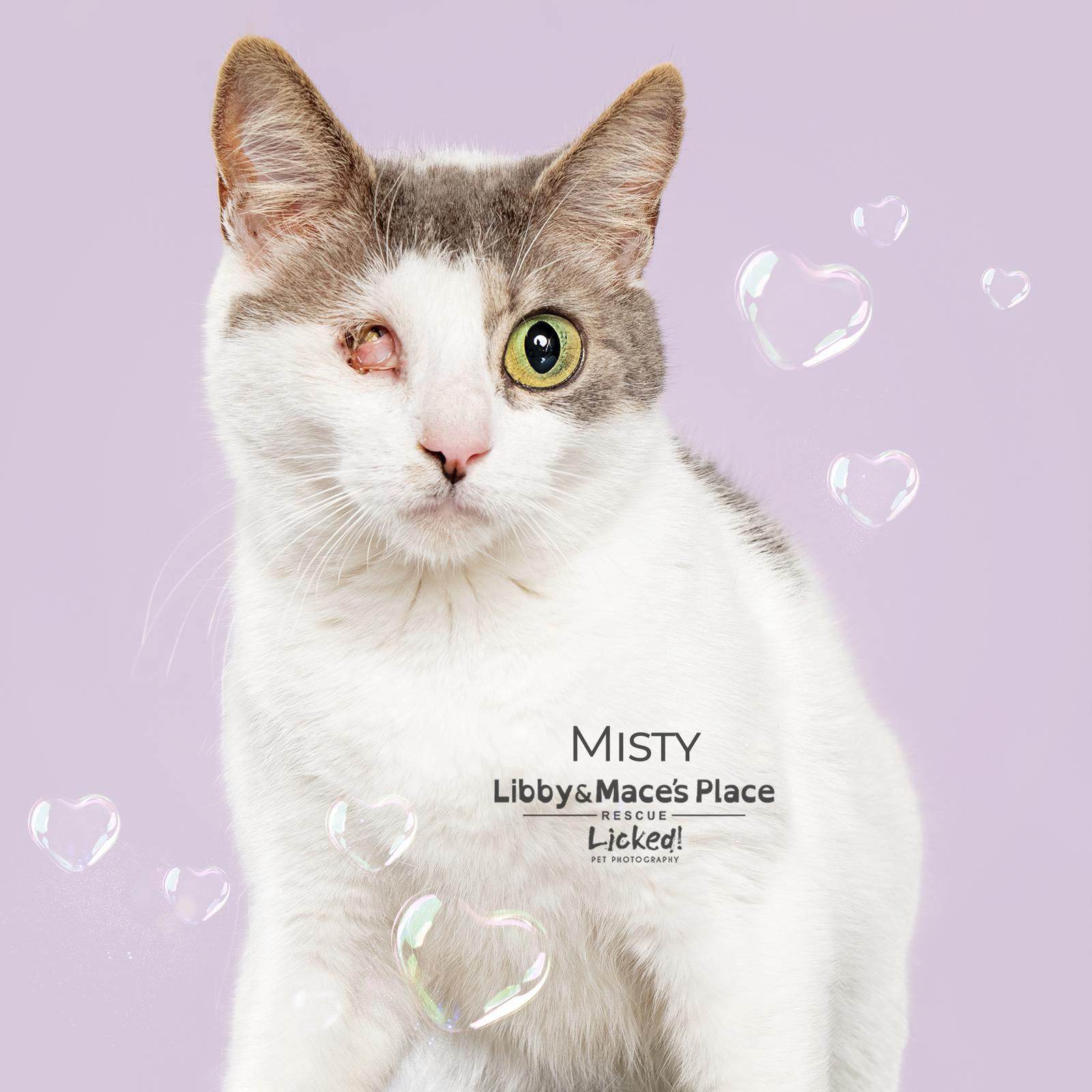 Misty, a Adoptable Domestic Short Hair in Mount Pleasant, SC image 1/3