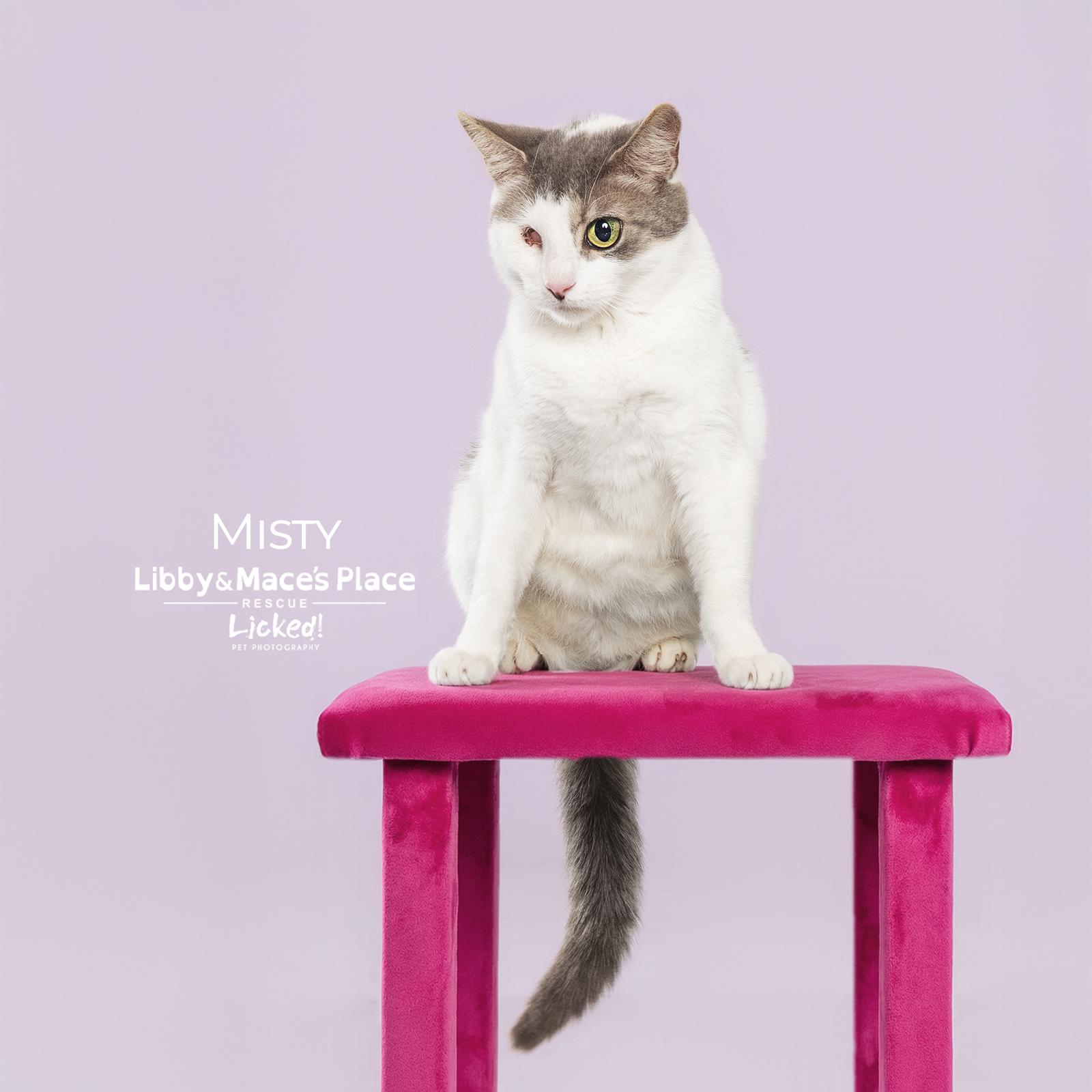 Misty, a Adoptable Domestic Short Hair in Mount Pleasant, SC image 2/3