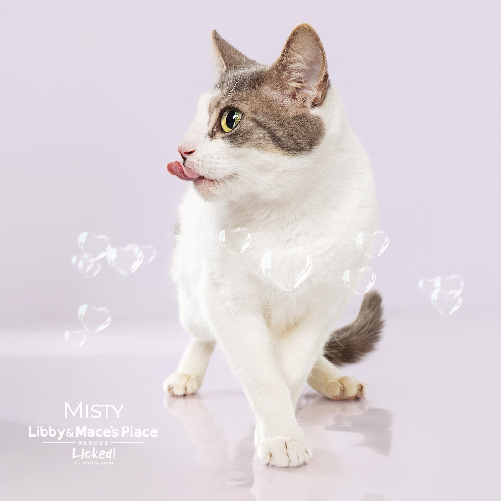 Misty, a Adoptable Domestic Short Hair in Mount Pleasant, SC image 3/3