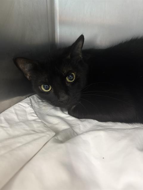 LEMMY, Adoptable, Young Male Domestic Short Hair.