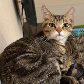 Enlarge Toby, a Adoptable Domestic Short Hair in Stockholm, WI image 6/6