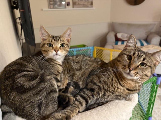 Enlarge Toby, a Adoptable Domestic Short Hair in Stockholm, WI image 5/6