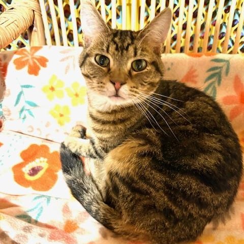 Enlarge Toby, a Adoptable Domestic Short Hair in Stockholm, WI image 2/6