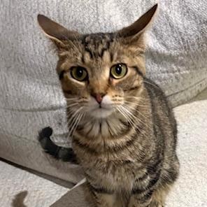 Toby, Adoptable, Young Male Domestic Short Hair.