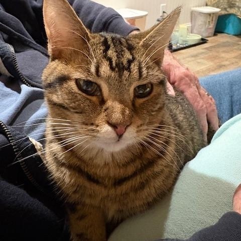 Enlarge Toby, a Adoptable Domestic Short Hair in Stockholm, WI image 3/6