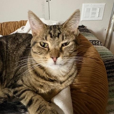 Enlarge Toby, a Adoptable Domestic Short Hair in Stockholm, WI image 4/6