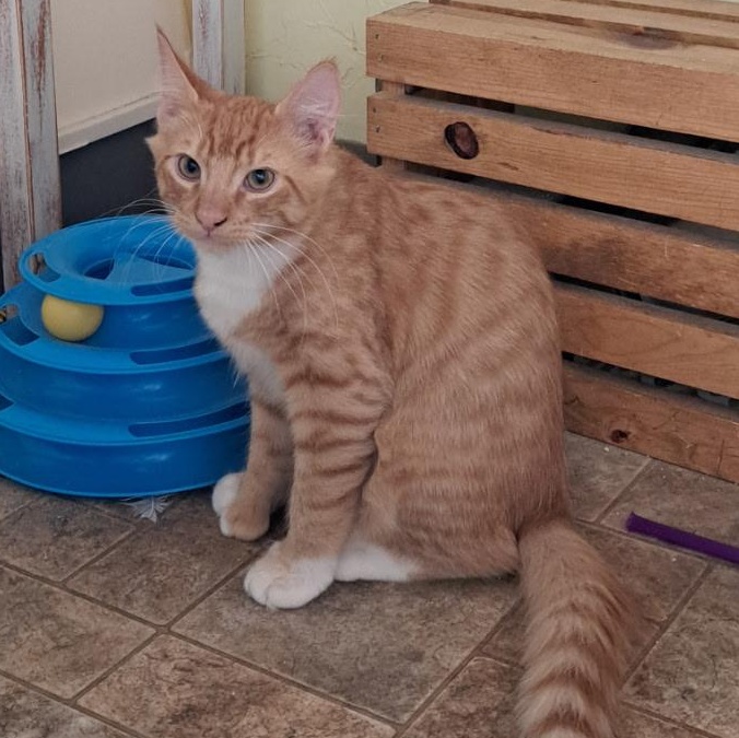 Enlarge Moe Toe, a Adopted Domestic Short Hair in Portland, OR image 2/3