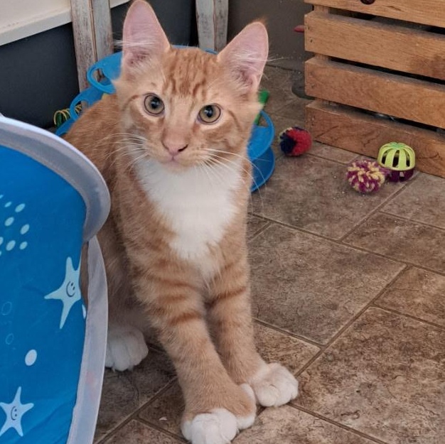 Moe Toe, Adopted, Kitten Male Domestic Short Hair.