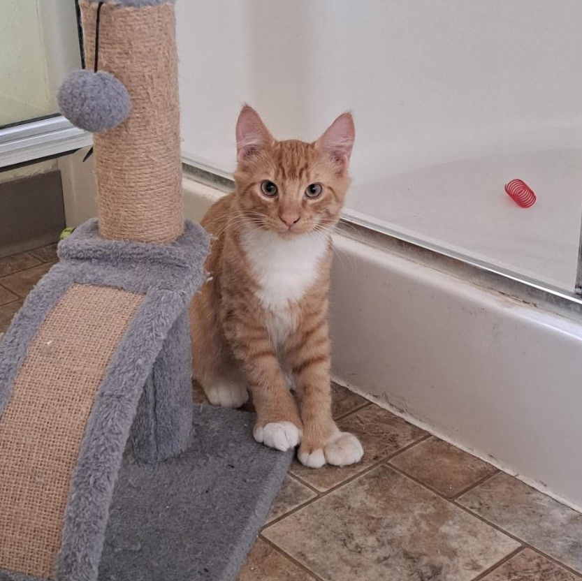 Enlarge Moe Toe, a Adopted Domestic Short Hair in Portland, OR image 3/3