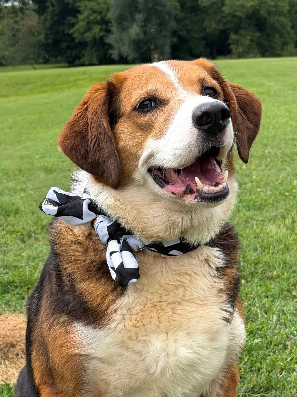 Carmen, Adoptable, Adult Female Mixed Breed.