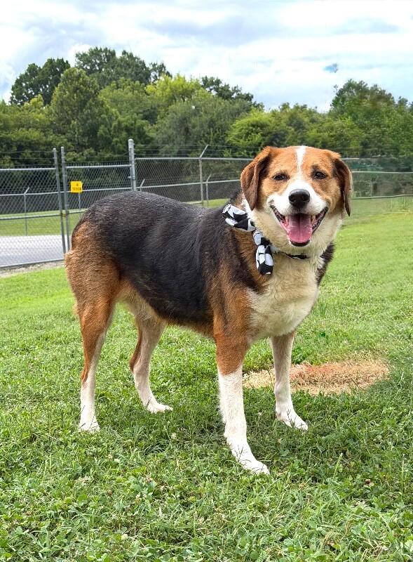 Carmen, a Adoptable Mixed Breed in Maryville, TN image 2/5
