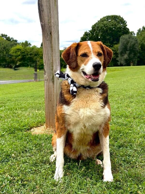 Carmen, a Adoptable Mixed Breed in Maryville, TN image 3/5