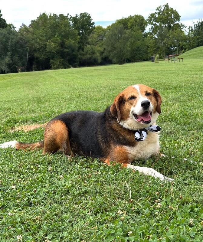 Carmen, a Adoptable Mixed Breed in Maryville, TN image 4/5