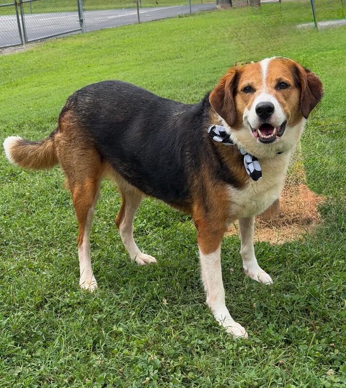 Carmen, a Adoptable Mixed Breed in Maryville, TN image 5/5