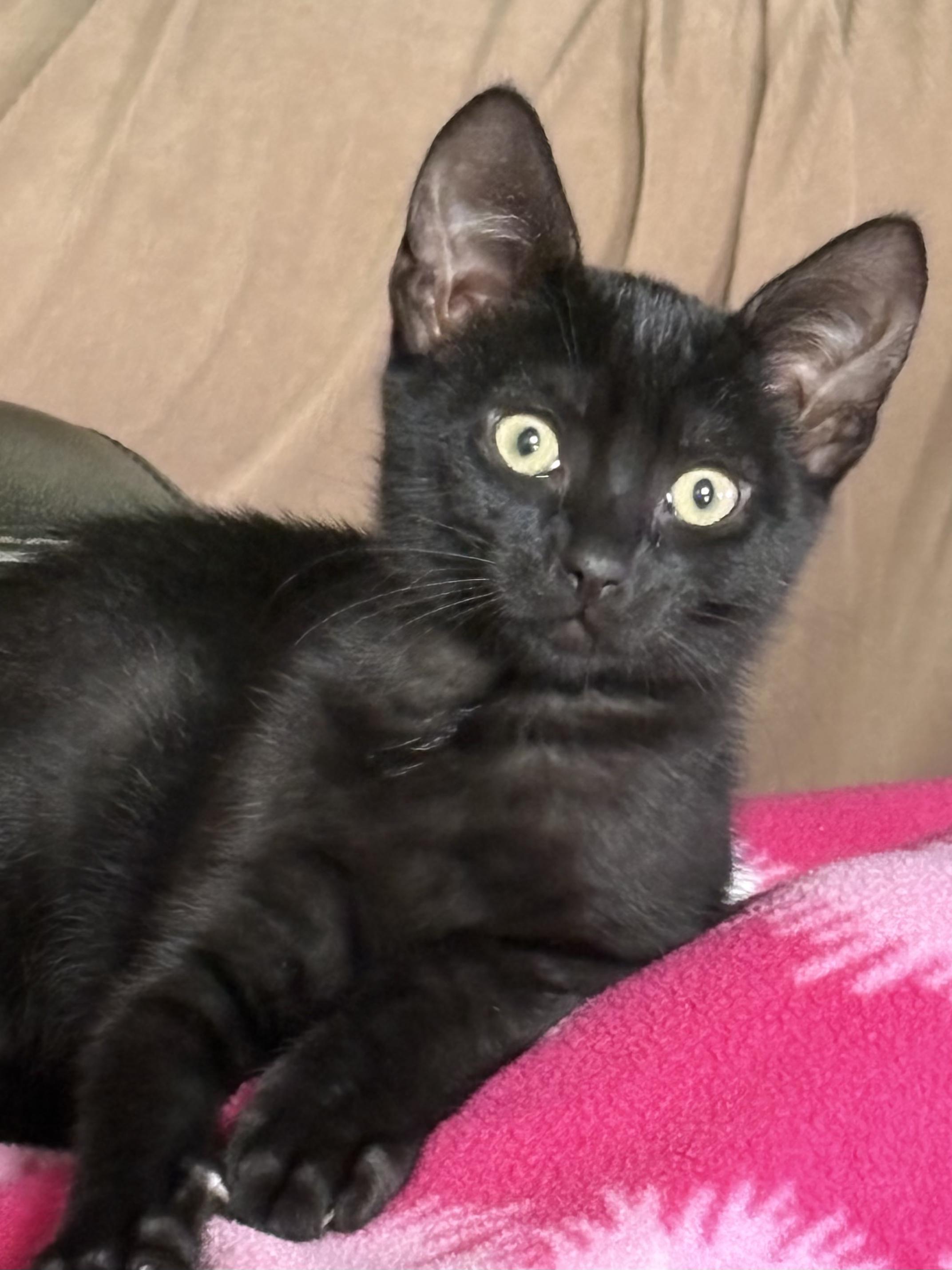 Enlarge Eugene, a Adoptable Domestic Short Hair in South Lyon, MI image 2/5