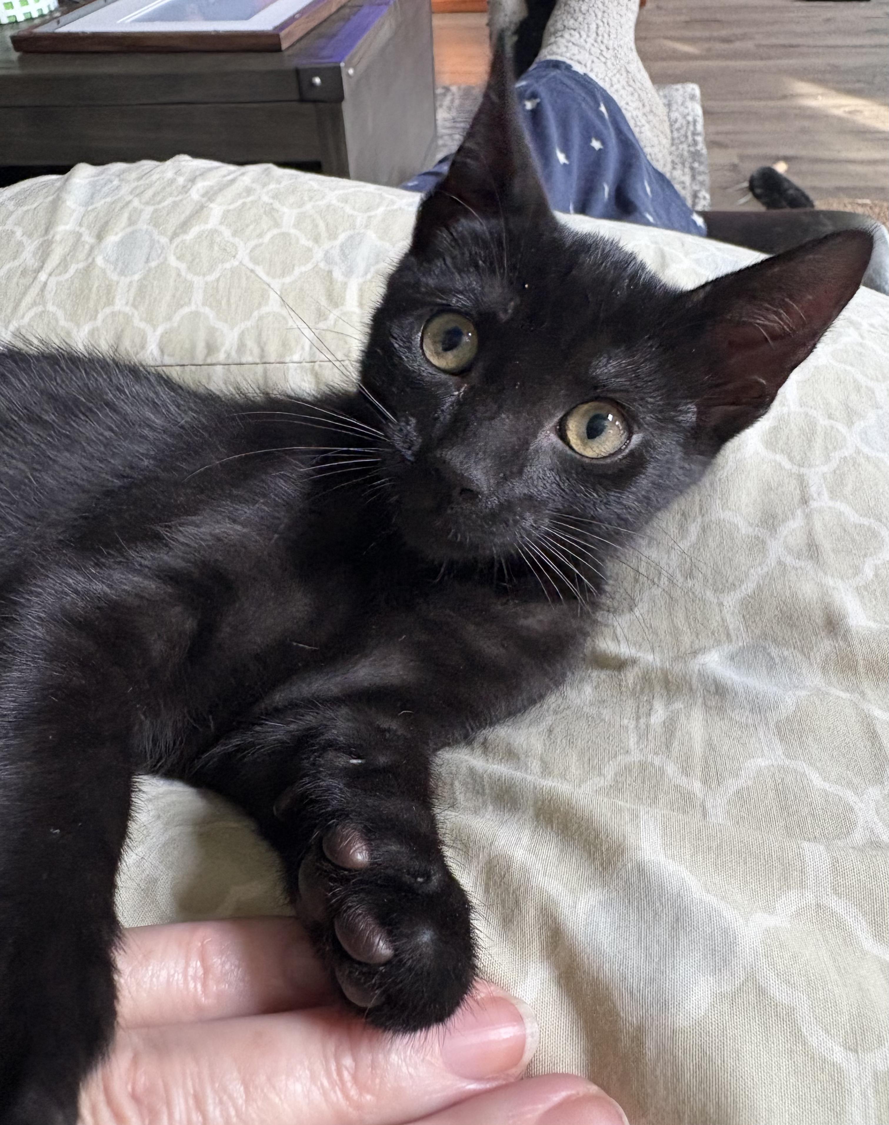 Enlarge Eugene, a Adoptable Domestic Short Hair in South Lyon, MI image 3/5