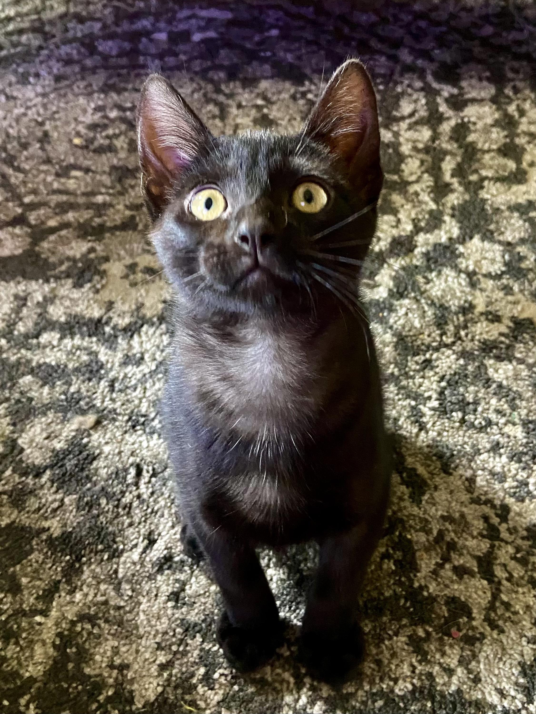 Enlarge Eugene, a Adoptable Domestic Short Hair in South Lyon, MI image 1/5
