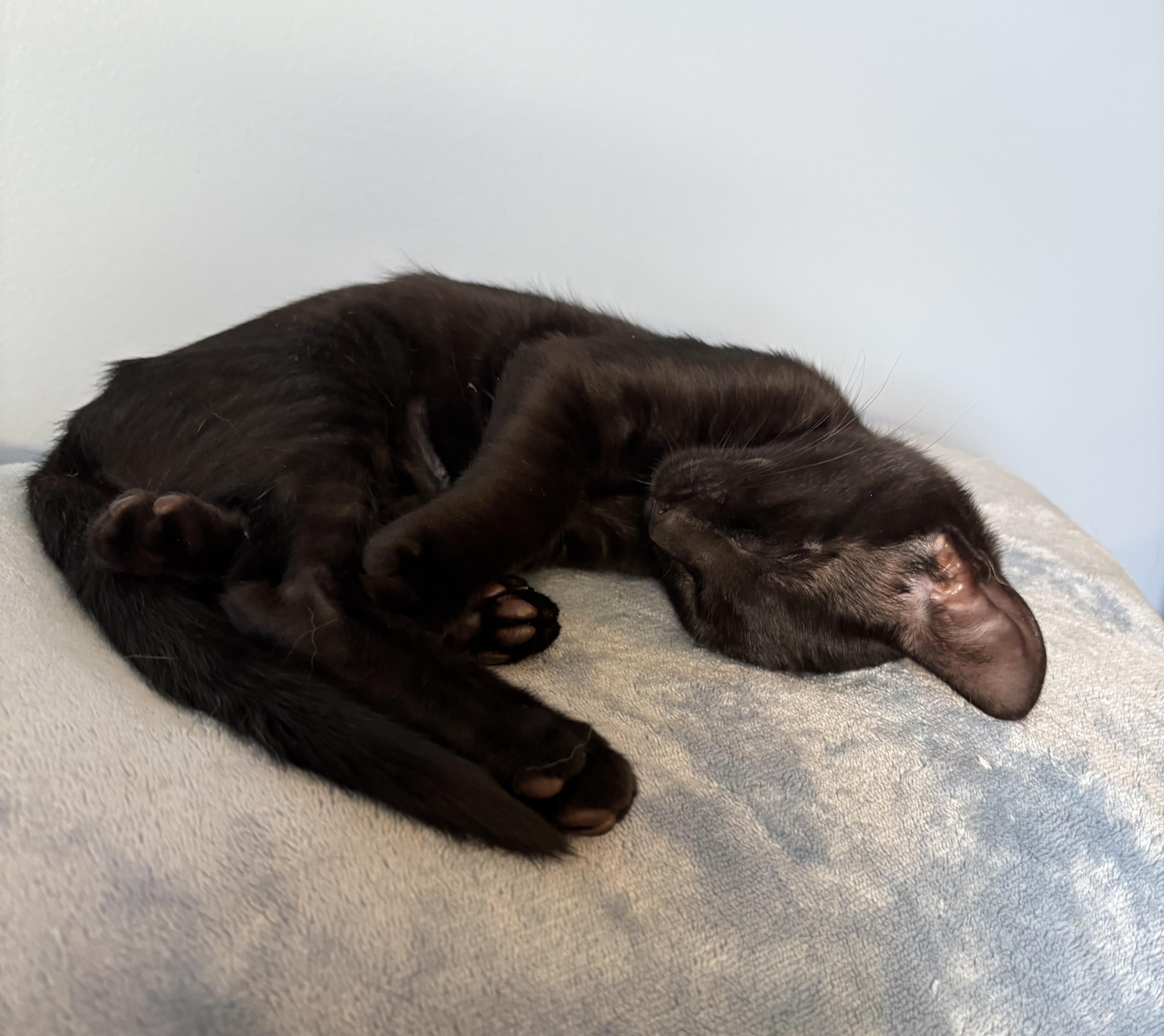 Enlarge Eugene, a Adoptable Domestic Short Hair in South Lyon, MI image 4/5