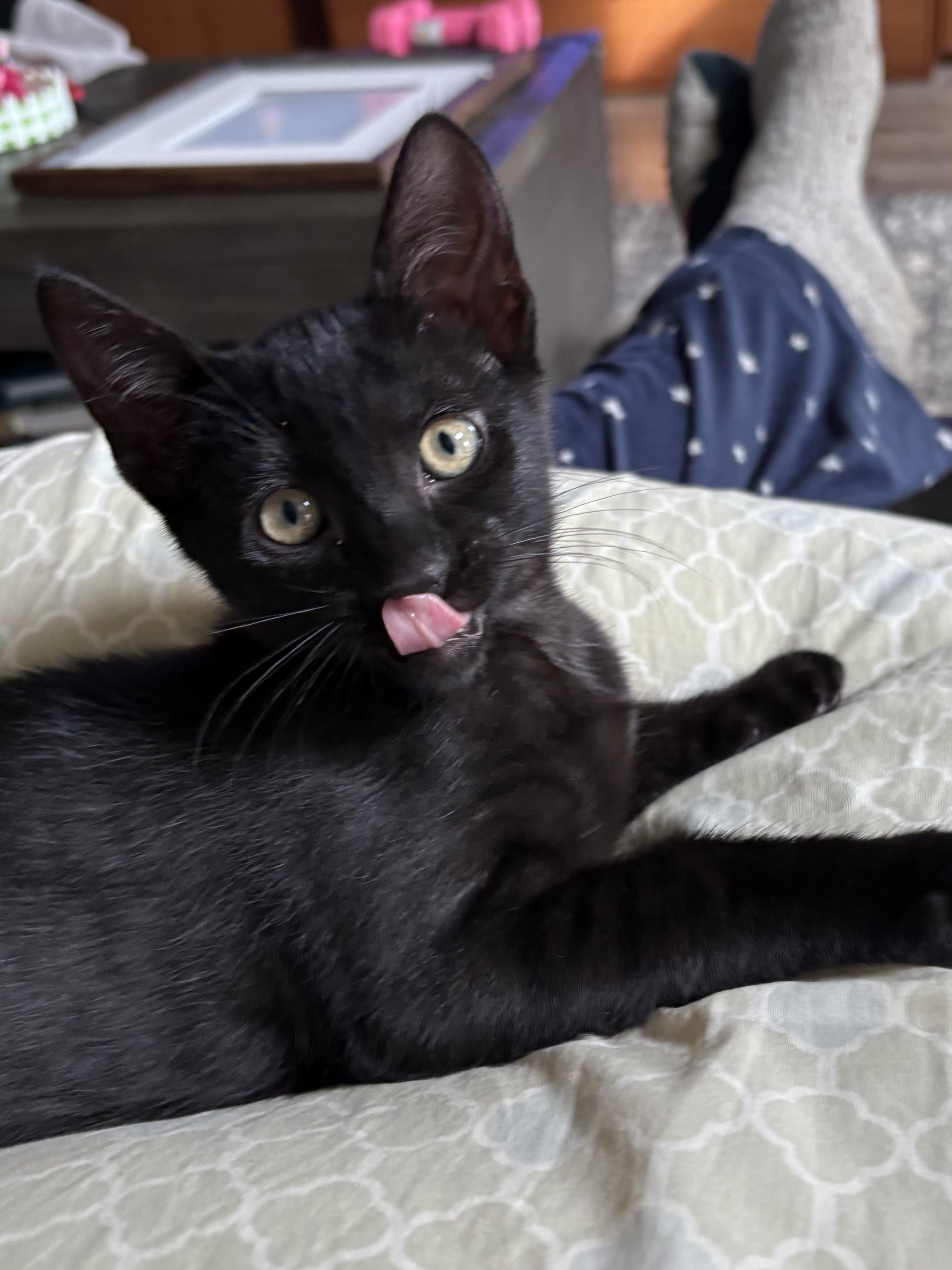 Enlarge Eugene, a Adoptable Domestic Short Hair in South Lyon, MI image 5/5