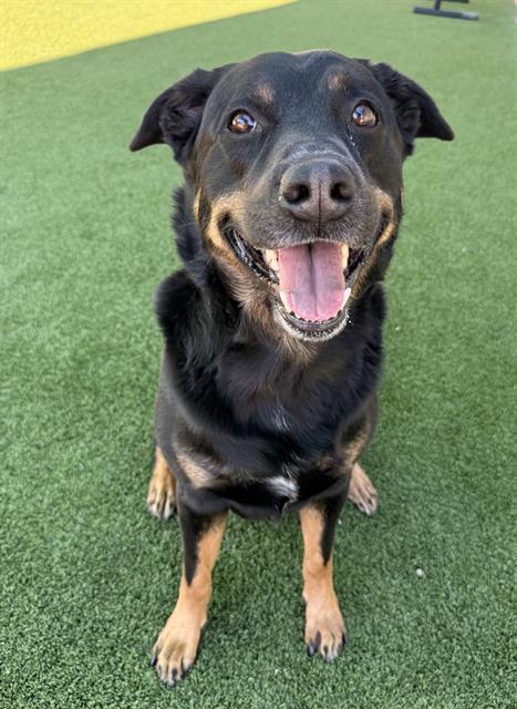 ROCKY, Adoptable, Adult Male Rottweiler & Labrador Retriever.
