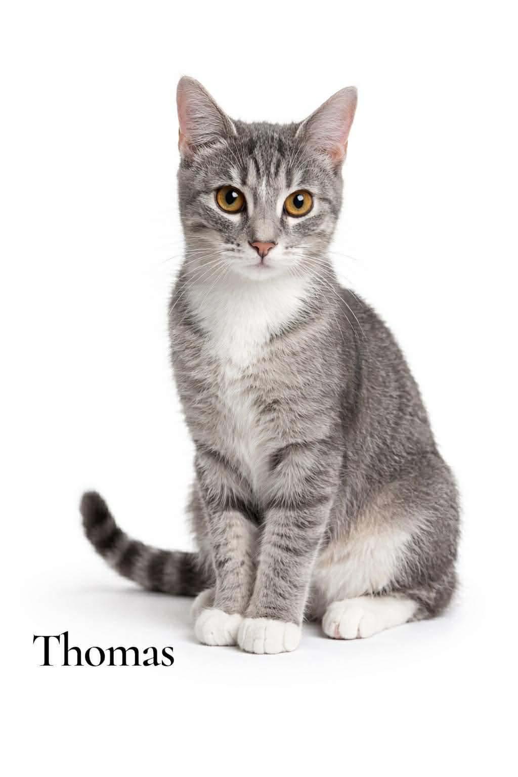 Thomas, ADOPTABLE, Young Male Domestic Short Hair.