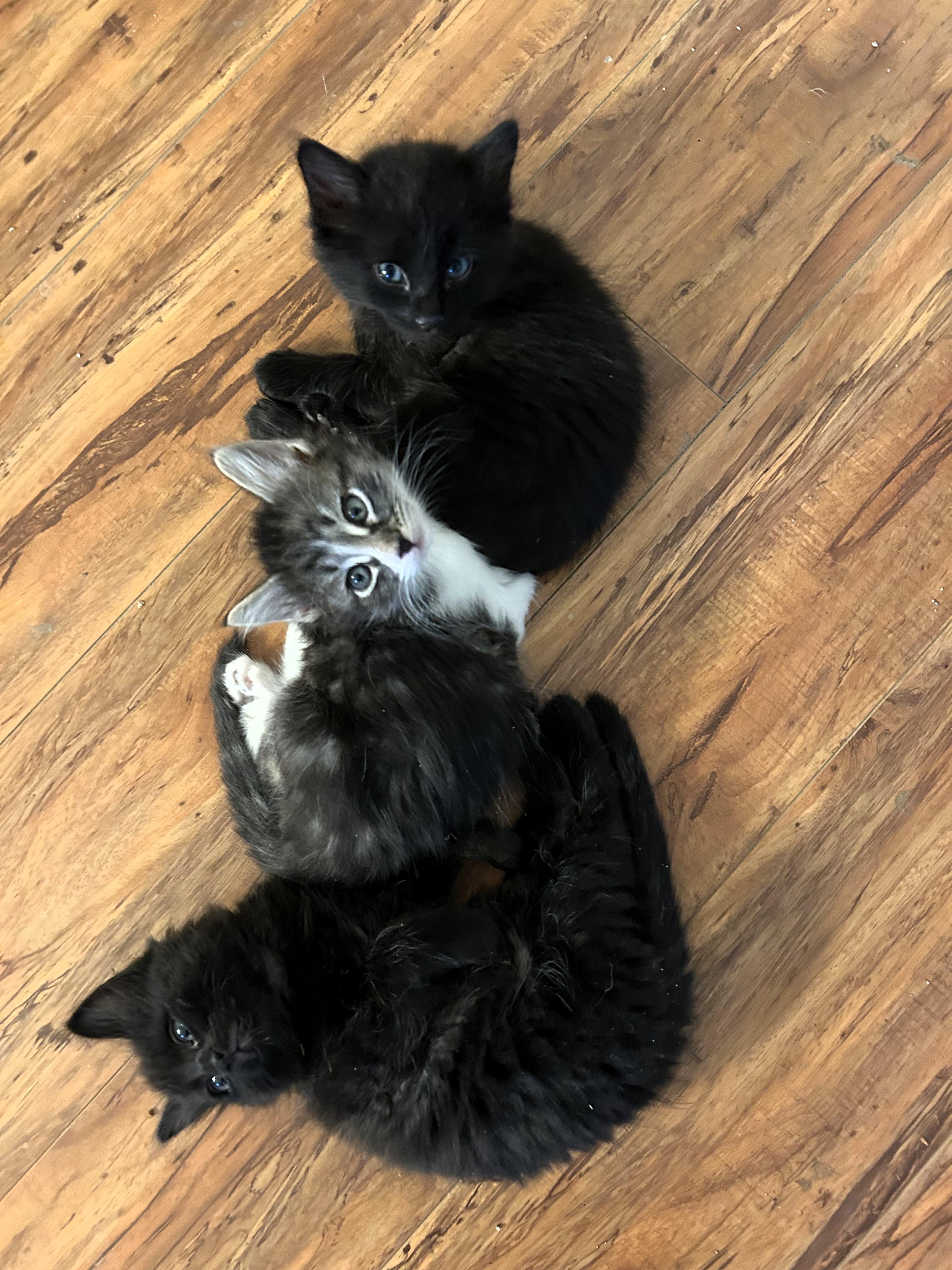 Wish, Adoptable, Kitten Male Domestic Short Hair.