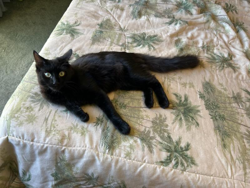 Enlarge Wish, a Adoptable Domestic Short Hair in Chino valley, AZ image 1/3